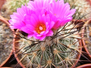 gymnocactus  viereckii   mk 76.266 ( east of jaumava los ebano )