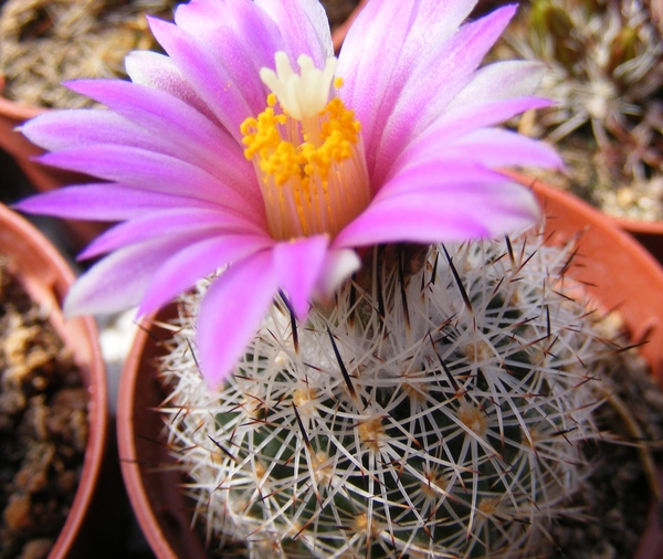 gymnocactus . beguinii  mk 89.261 a   san juan del mimbres-galean