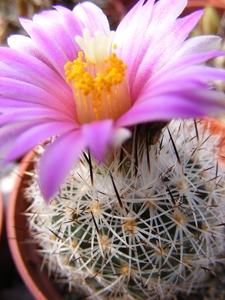 gymnocactus . beguinii  mk 89.261 a   san juan del mimbres-galean