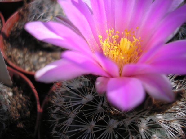 gymnocactus .beguinii