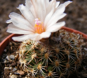 gymnocactus .ysabelae    ho 776