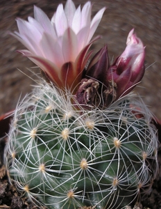 gymnocactus .knuthianus  rs 678