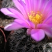 gymnocactus .beguinii