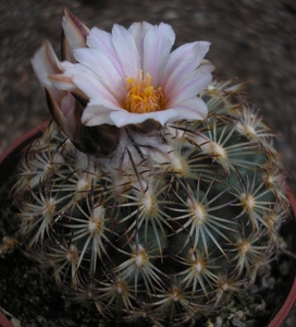 gymnocactus .ysabellae