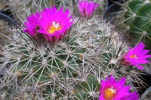 gymnocactus horripilus