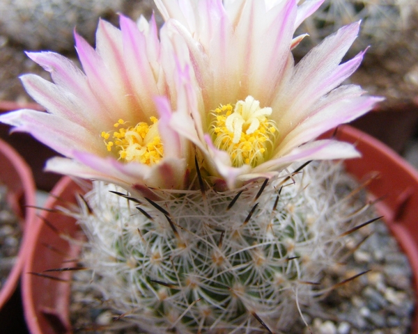 gymnocactus. subterraneus