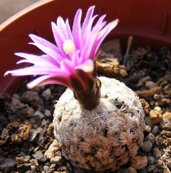 gymnocactus. subterraneus.                       2