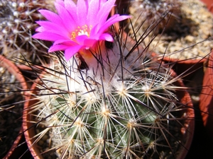 gymnocactus. viereckii   mk 76.266  (east jaumava los ebano )