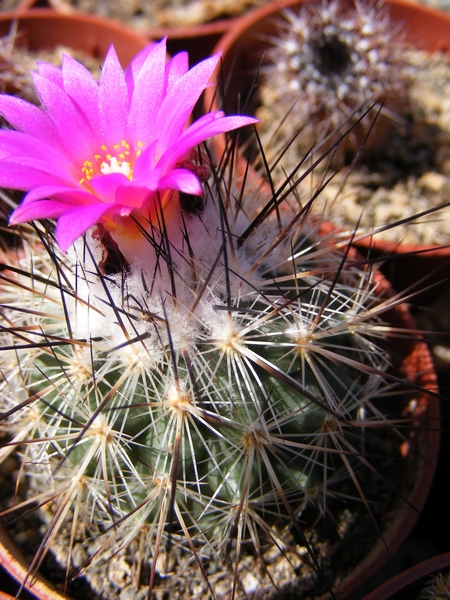 gymnocactus. viereckii   mk 76.266  (east jaumava los ebano ).   