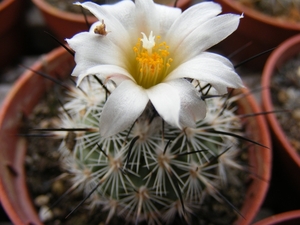 gymnocactus. viereckii  ssp major  mz 354 ( lazaro cardenas slp )