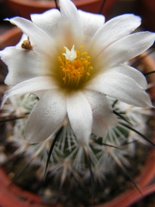 gymnocactus. viereckii  ssp major  mz 354 ( lazaro cardenas slp )