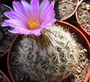 gymnocactus  beguinii  . v .   senillis  jb 39