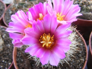 gymnocactus  beguinii  csd 15  ( by ascension  nl ).             