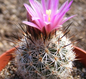 gymnocactus  beguinii .  mz573  ( san roberto )