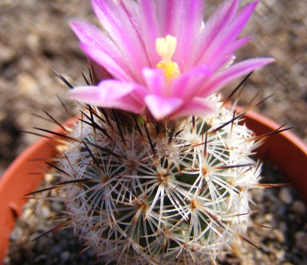 gymnocactus  beguinii .  mz573  ( san roberto ).                 