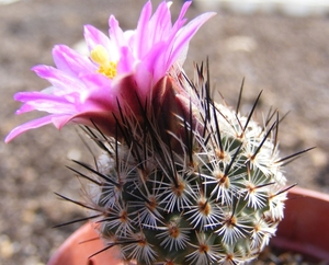 gymnocactus  beguinii . l 1035