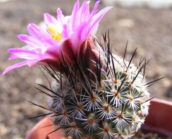 gymnocactus  beguinii . l 1035