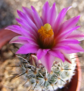 gymnocactus  beguinii . l 1035.                                  