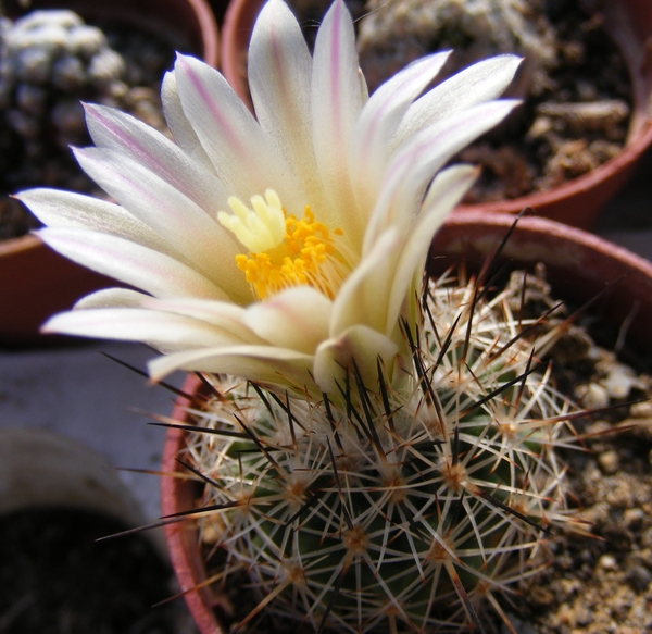 gymnocactus  beguinii . v , smithii  p 366