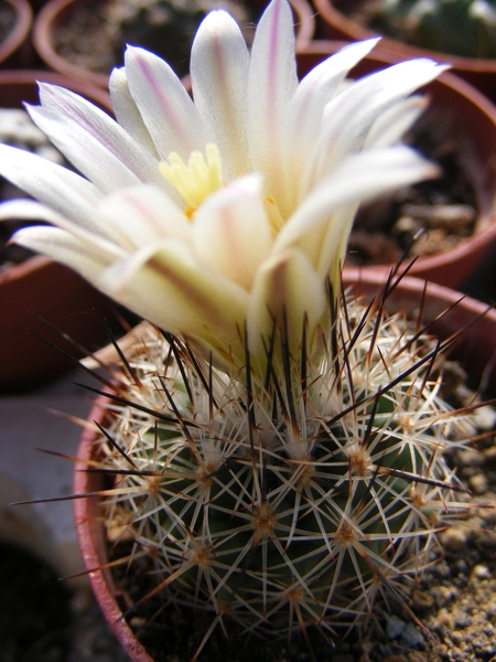 gymnocactus  beguinii . v , smithii  p 366.                      