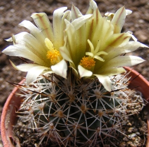 gymnocactus  beguinii . v . hintoniorun