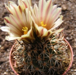 gymnocactus  beguinii . v . hintoniorun.  mz1252  ( z.w.  la asce