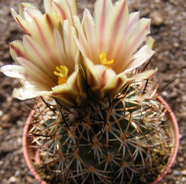 gymnocactus  beguinii . v . hintoniorun.  mz1252  ( z.w.  la asce