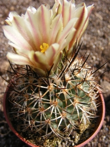 gymnocactus  beguinii . v . hintoniorun.  mz1252  ( z.w.  la asce