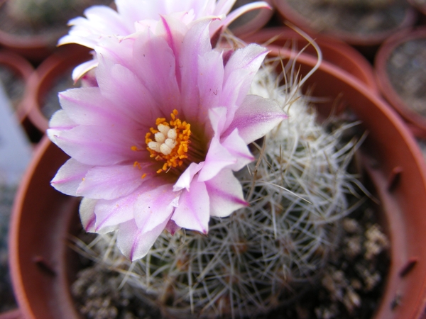 gymnocactus  knuthianus  rs 678 ( villar  sl )