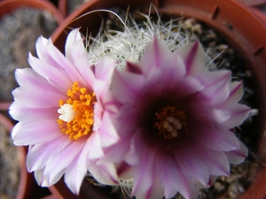 gymnocactus  knuthianus  rs 678 ( villar  sl ).                  