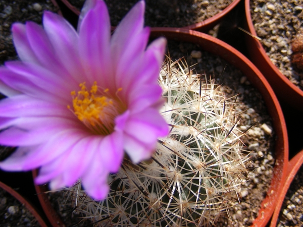 gymnocactus  beguinii  . v .   senillis  jb 39.                  