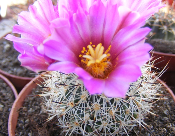 gymnocactus  beguinii  csd 15  ( by ascension  nl )