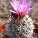 gymnocactus  beguinii .  mz573  ( san roberto )