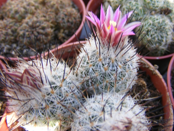 gymnocactus  sp tu 16   pink