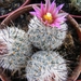 gymnocactus  sp tu 16   pink.                                  2