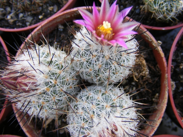 gymnocactus  sp tu 16   pink.                                  2