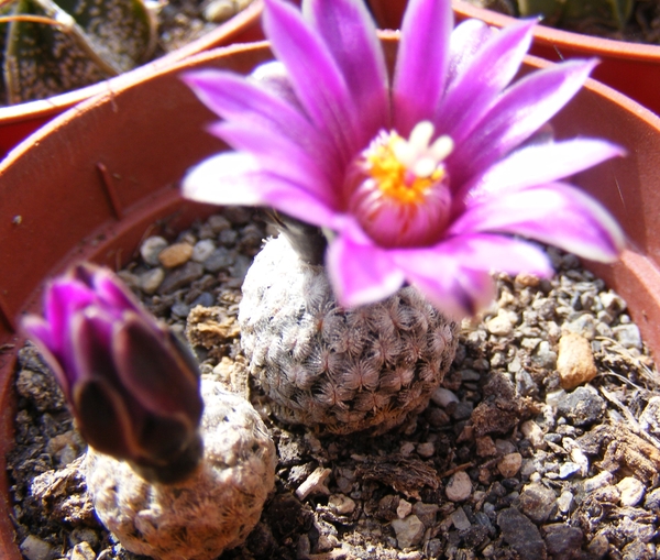 gymnocactus  subterraneus