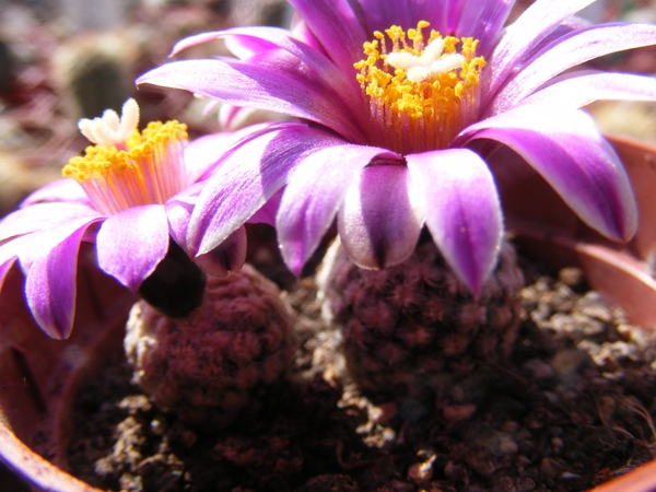 gymnocactus  subterraneus.                                       