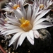 gymnocactus  valdeziana  ( zacatecas )