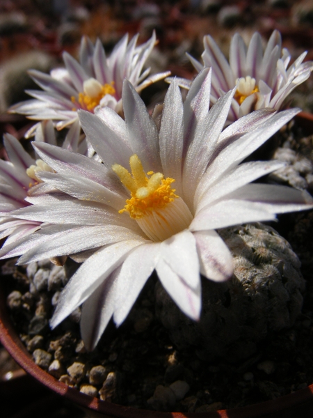 gymnocactus  valdeziana  ( zacatecas )