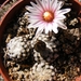 gymnocactus  valdeziana  ( zacatecas ).                          