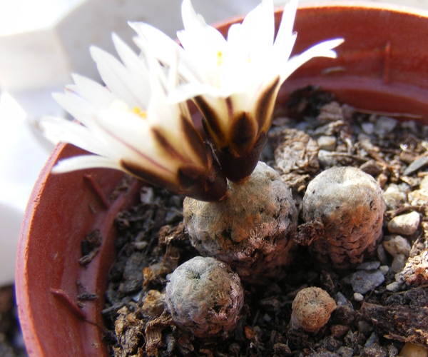gymnocactus  valdeziana  .v. albiflora
