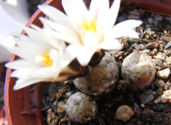 gymnocactus  valdeziana  .v. albiflora.                          