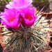 gymnocactus  viereckii   mk 76.266  ( east of jaumava los ebano )