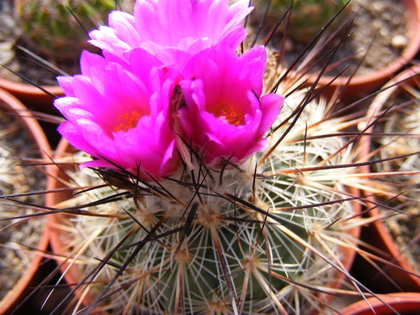 gymnocactus  viereckii   mk 76.266  ( east of jaumava los ebano )