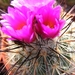 gymnocactus  viereckii   mk 76.266  ( east of jaumava los ebano )