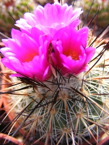 gymnocactus  viereckii   mk 76.266  ( east of jaumava los ebano )