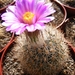 gymnocactus  mandragora