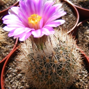 gymnocactus  mandragora