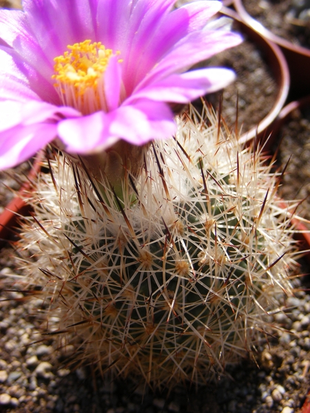 gymnocactus  mandragora.                                         